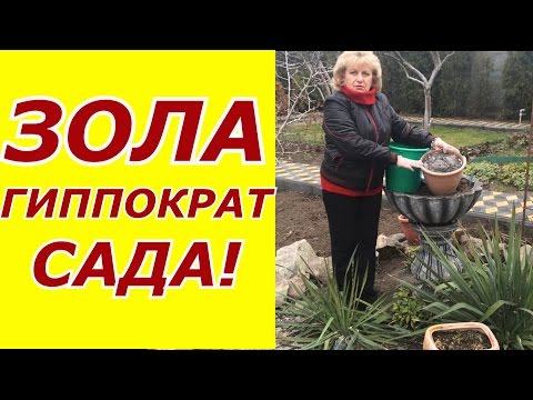 Видео: Зола - Гиппократ вашего сада !!! Вы этого не знали ?