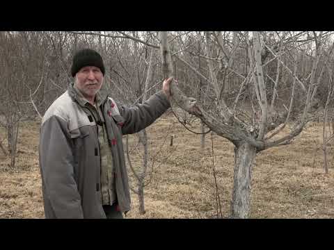 Видео: Фильм №403 Прививки яблони в корневую поросль. Обработка сада от вредителей. Обрезка, подкормка сада