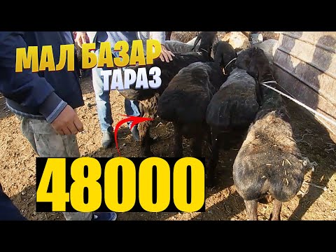 Видео: ҚОЙ ЕШКІ БАҒАЛАРЫ / МАЛ БАЗАР ТАРАЗ /  10.09.2023