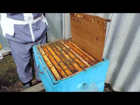 Видео: 14 марта  Осмотр пчелосемей
