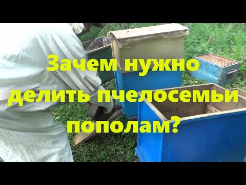 Видео: Пчеловодство для начинающих: работа на пасеке, деление семей пополам, и что пасека имеет от этого.