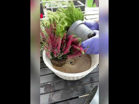 Видео: Охота за белыми. Цветы на могилку. Обед готовит муж. 