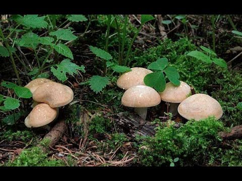 Видео: РЯДОВКА МАЙСКАЯ СБОР.очень вкусная