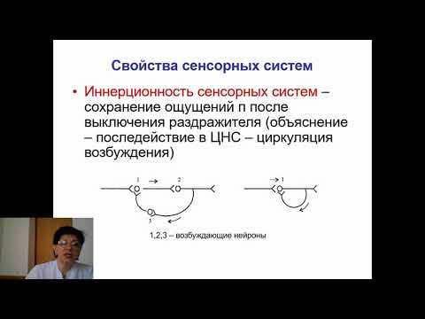 Видео: Физиология сенсорных систем