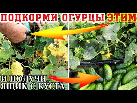 Видео: Натуральная СУПЕР ПОДКОРМКА для ОГУРЦОВ и ТОМАТОВ! Будут плодоносить НЕПРЕРЫВНО! И не будут ЖЕЛТЕТЬ!