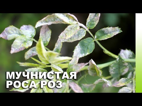 Видео: МУЧНИСТАЯ РОСА РОЗ: симптомы, методы борьбы, лечение, схема обработки