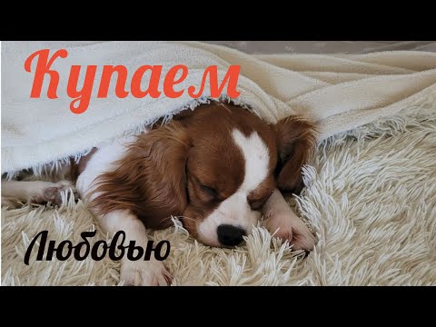 Видео: Купаем собаку с любовью/Уход за собакой кавалер #кавалерспаниель #dog #собака