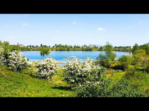 Видео: Фидерная рыбалка. Крупный лещ на озере.