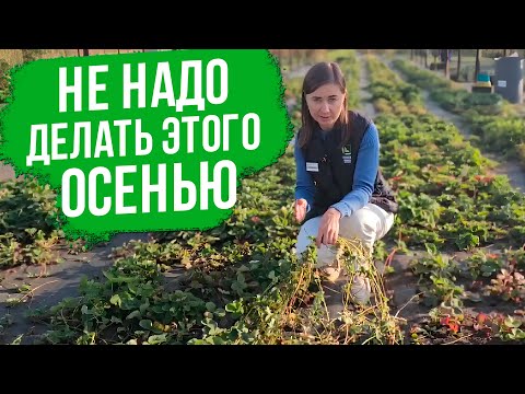 Видео: САМОЕ ВАЖНОЕ о землянике (клубнике) осенью.