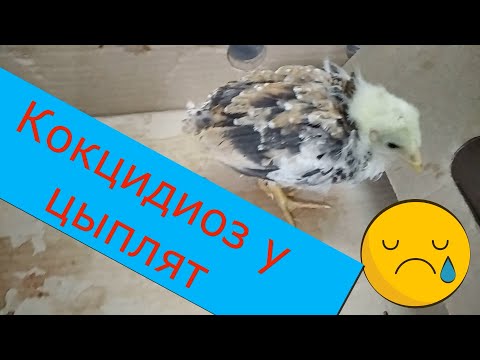 Видео: Кокцидиоз у цыплят.Как и чем лечить кокцидиоз у птицы.