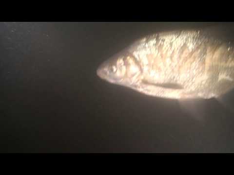 Видео: Подводный мир. Весна на Оби