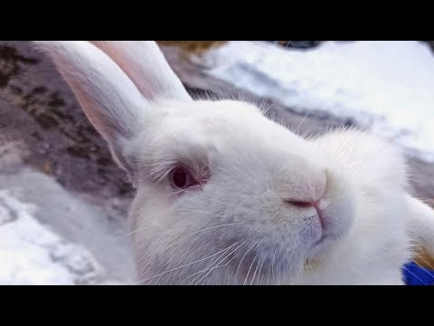 Видео: Вес кролика в 4 месяца!!! Белый Паннон!!! [сравнение пород]