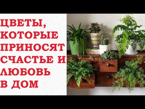 Видео: ЦВЕТЫ, КОТОРЫЕ ПРИНОСЯТ СЧАСТЬЕ И ЛЮБОВЬ В ДОМ