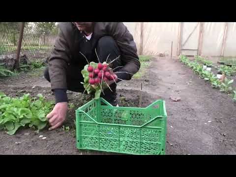 Видео: Выращивание редиски.  Часть 2.
