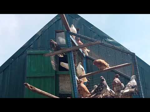 Видео: Гуляют николаевские