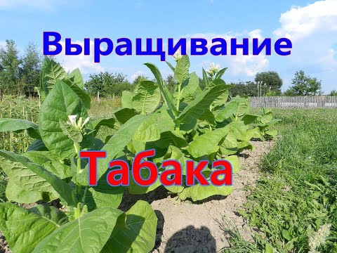 Видео: Выращивание табака полный процесс