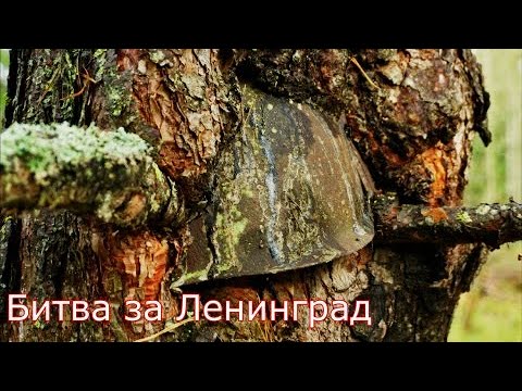 Видео: Ленинградский фронт. Синявино, Роща Круглая, Гонтовая Липка,- WWII Metal Detecting