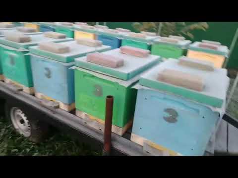 Видео: Масштабный Эксперимент.   Зимовка Пчёл.Контрольный Улей.
