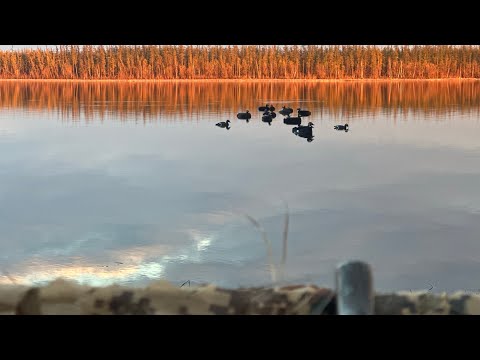 Видео: сааскы кус 2025