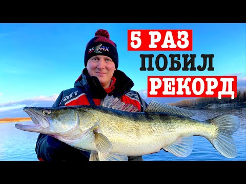 Видео: 5 трофеейных судаков за одну рыбалку!!