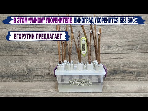 Видео: 🍇Укоренение на воде! Новый "УМНЫЙ" УКОРЕНИТЕЛЬ черенков винограда для ЛЕНИВЫХ и ЗАНЯТЫХ виноградарей