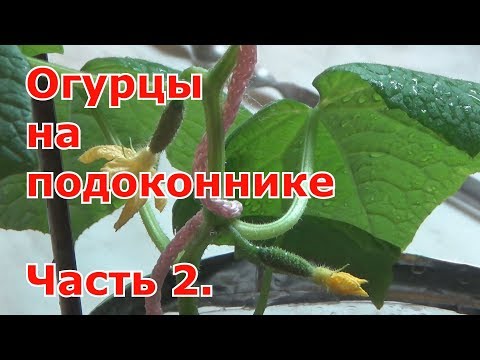 Видео: Огурцы на подоконнике 09.03.2018. Подкормка огурцов, подвязка рассады и ослепление. Часть 2