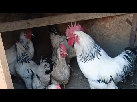 Видео: Уй Шароитида ТОВУК Бокиш Кишда Кандей Бокилади