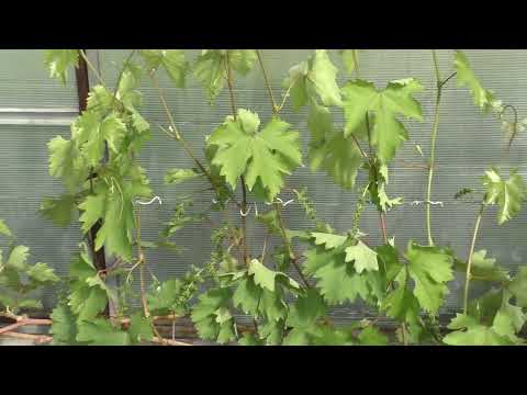 Видео: Обработка винограда от болезней. Схемы. Подходы. Препараты