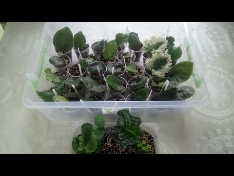 Видео: Тепличка для фиалок. Полив.Тепличные детки!
