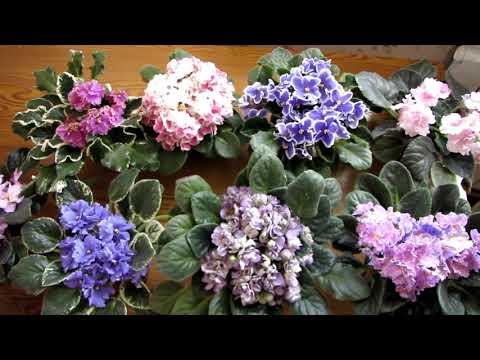 Видео: Секретный раствор для полива фиалок!!! Фиалки как ухаживать чтобы цвели и радовали!