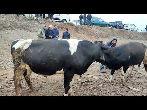 Видео: Мол бозори шанбеи шахри Турсунзода Регарба мархамат