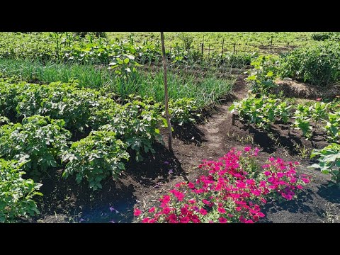 Видео: НАШ ЛЮБИМЫЙ ОГОРОД С ОБИЛЬНЫМ УРОЖАЕМ! Обзор на 17 июля 2023 года.
