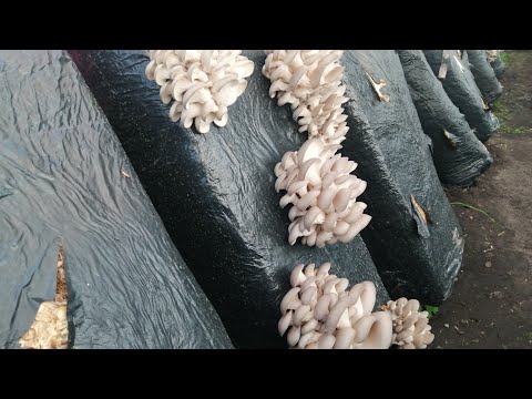 Видео: Выращивание грибов вешенка в теплице.