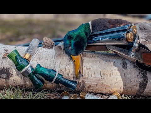 Видео: СРАЗУ ДВЕ БЕДЫ… Весенняя охота в Лесу на Селезня 🦆 2024