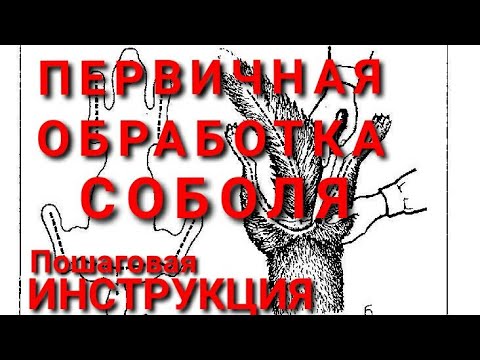 Видео: Первичная обработка шкурки СОБОЛЯ Легкий способ . Большой разбор . Охота на соболя .ОХОТА 86