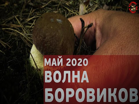 Видео: Первые весенние боровики пошли в мае!