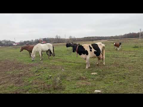 Видео: ОСТОРОЖНО 🤬 МАТ. НОВЕНЬКАЯ. ЭЛЕКТРОПАСТУХ В ДЕЛЕ!