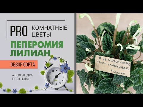 Видео: Пеперомия Лилиан - неприхотливое комнатное растение с изюминкой. Давайте знакомиться.