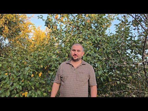 Видео: Самая урожайная груша!!! Что за сорт??    висит груша - нельзя  скушать)