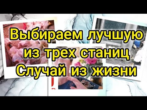 Видео: Старощербиновская Староминская Новоминская выбираем лучшую для моих зрителей, чьи советы слушаем
