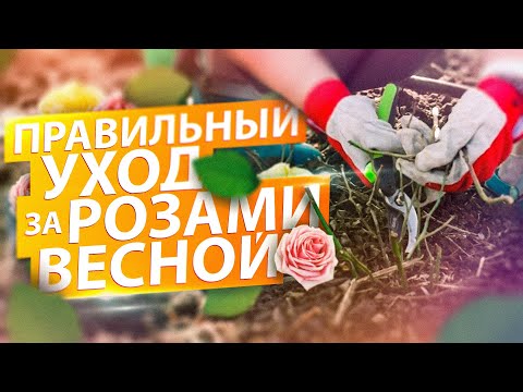 Видео: КАК УХАЖИВАТЬ ЗА РОЗАМИ ВЕСНОЙ? ОБРЕЗКА. ОКУЧИВАНИЕ. ПОДКОРМКА