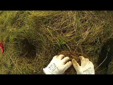 Видео: Поиск монет на поле ,с металлоискателем ася 250