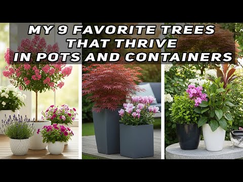 Видео: Мои 9 любимых деревьев, которые прекрасно себя чувствуют в горшках и контейнерах