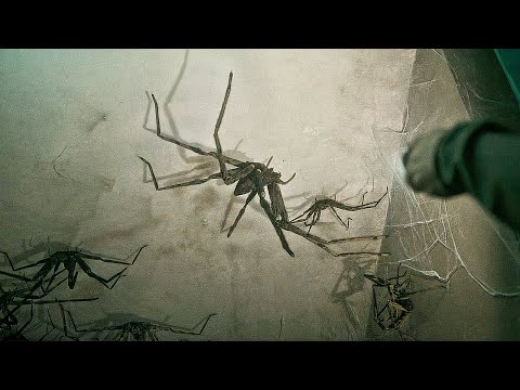 Видео: Многоэтажный дом населяют АРАХНИДЫ-ГИГАНТЫ, питающиеся застрявшими внутри ЖИЛЬЦАМИ [пересказ]