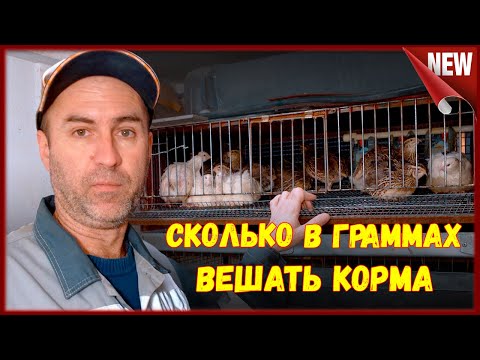 Видео: Сколько едят Перепела в день . Суточная норма кормов , для Перепелов.