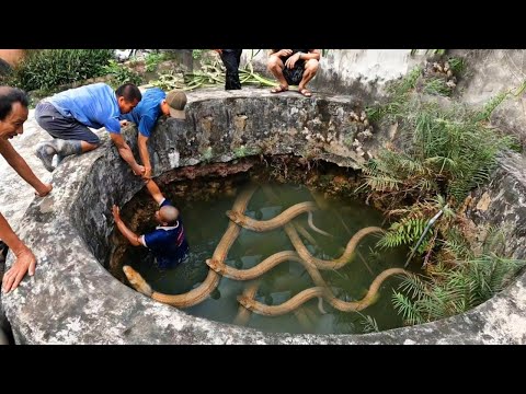 Видео: Самые Жуткие Случаи со Змеями, Снятые на Камеру