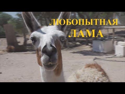 Видео: Зоопарк Фригия, Тунис, путешествие в огромный африканский ЗООПАРК ч. 5/ Friguia Zoo, Tunisia