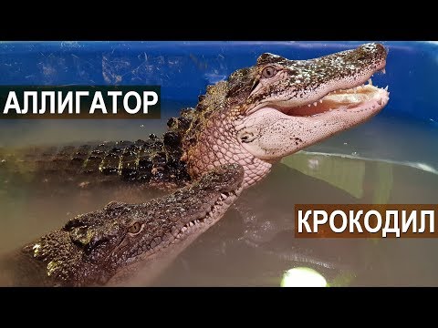 Видео: Крокодилы и аллигаторы на ферме Сергея Балаева