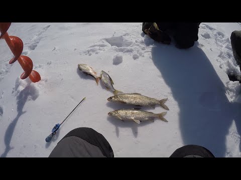 Видео: Поймал двух Пыжьянов. рыбалка на р.Етыпур.