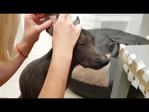 Видео: Как поставить уши щенку ксоло